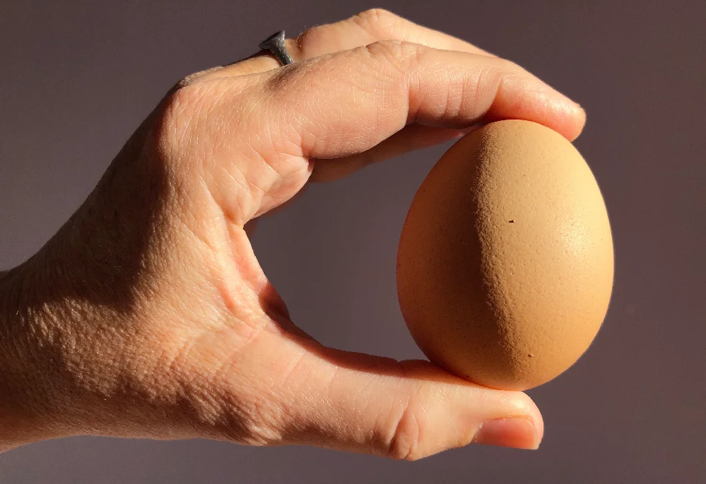 Eggs Support the Mucosal Lining of the Intestines